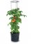 Kvetináč na pestovanie paradajok TOMATO Grower antracit 39,2cm (max. Výška: 153cm)